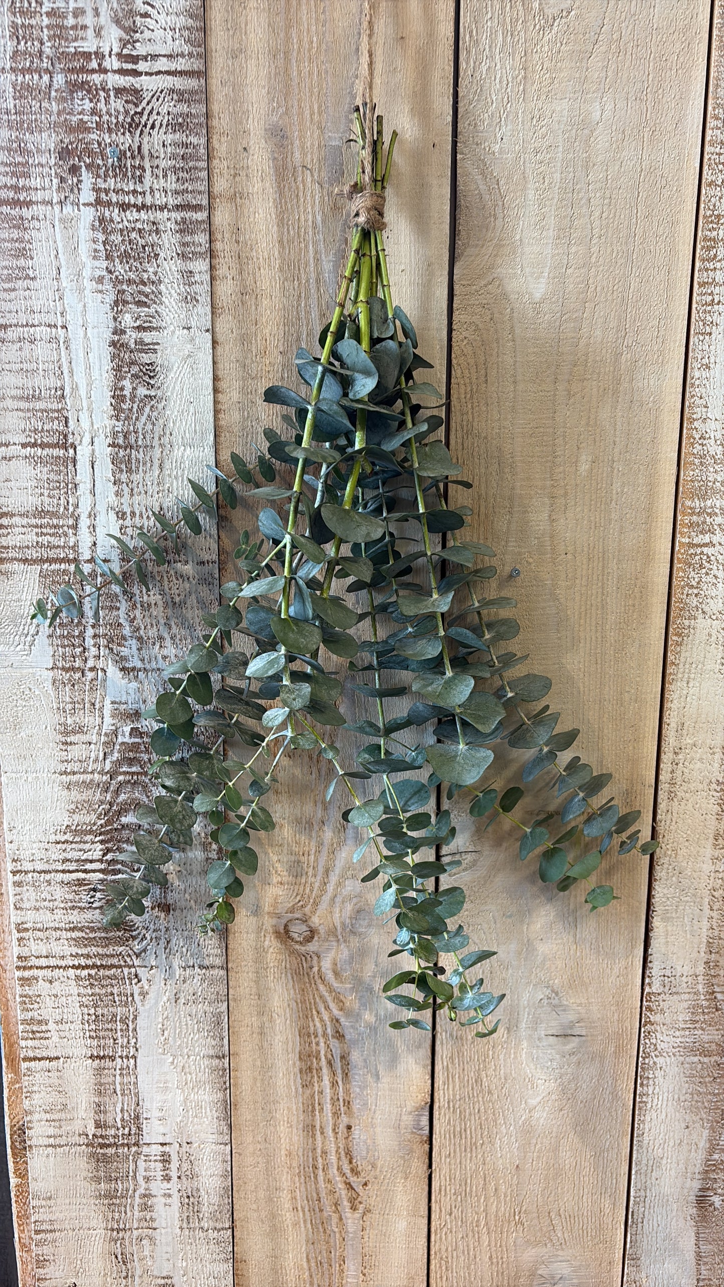Eucalyptus Shower Bunch