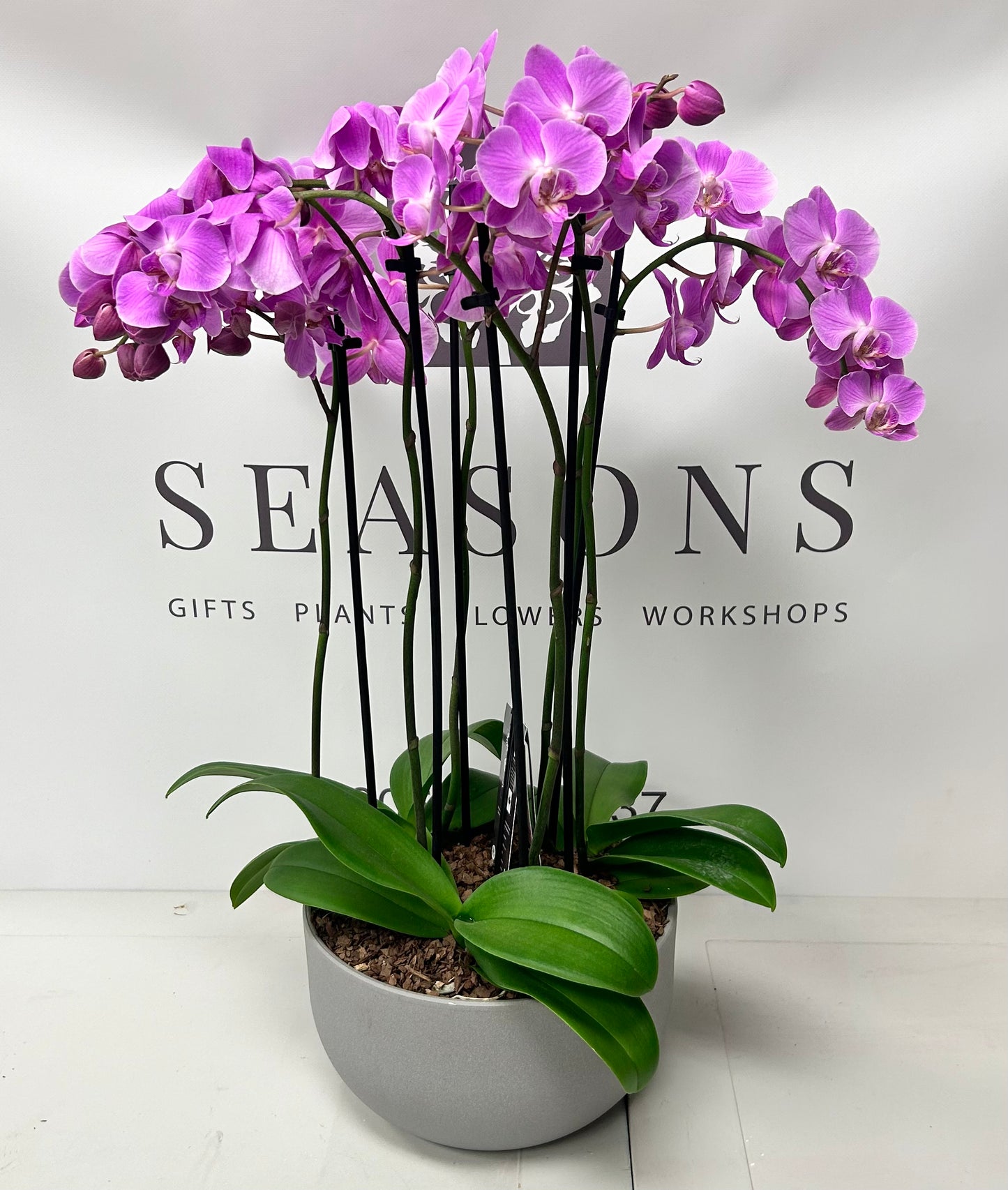 Tri-Orchid Potted Plant