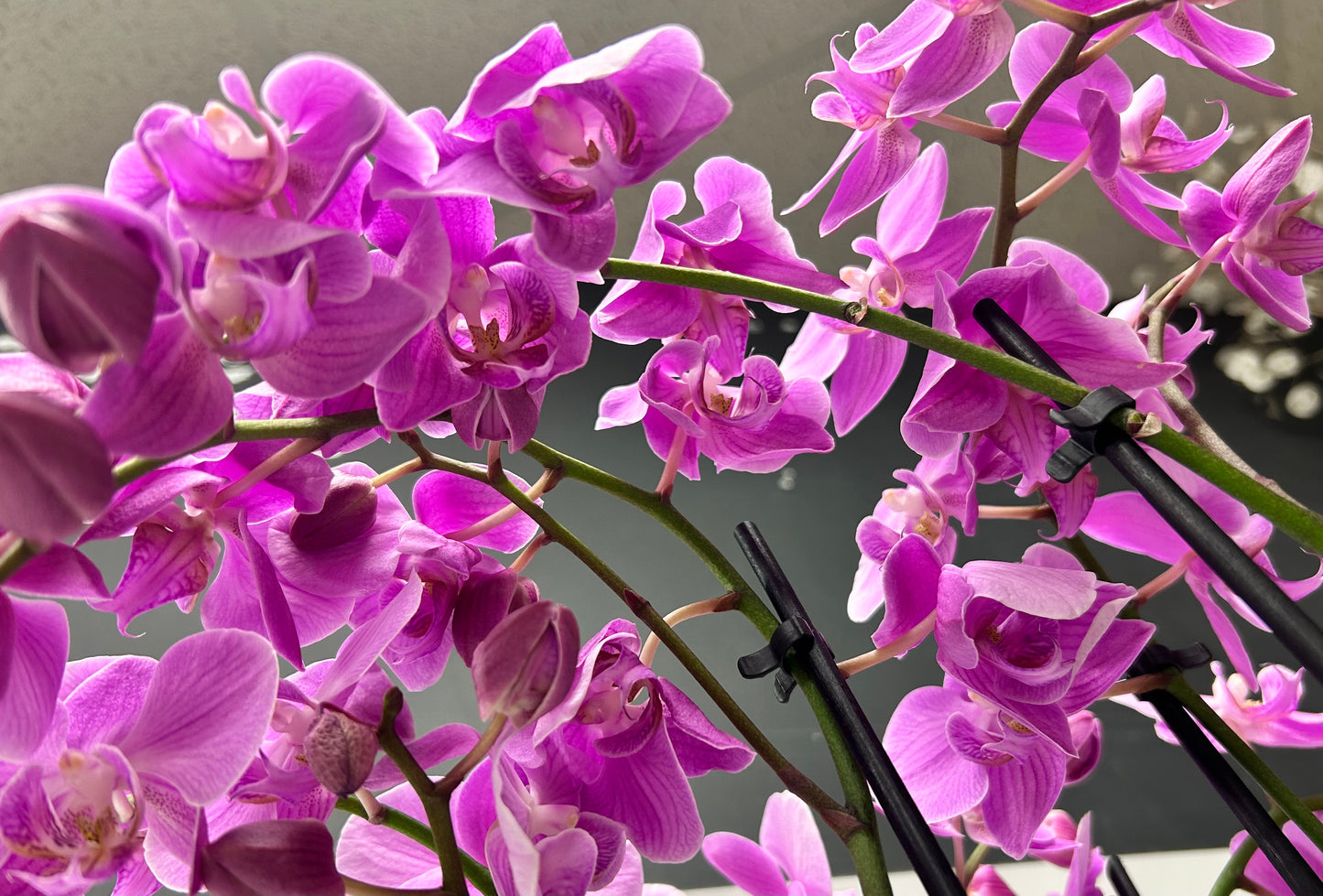 Tri-Orchid Potted Plant