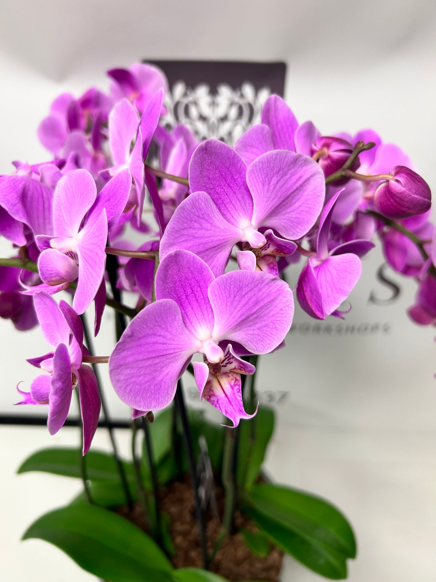 Tri-Orchid Potted Plant