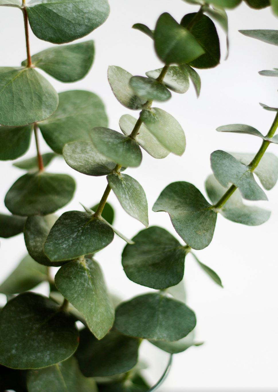 5 Stems of Eucalyptus