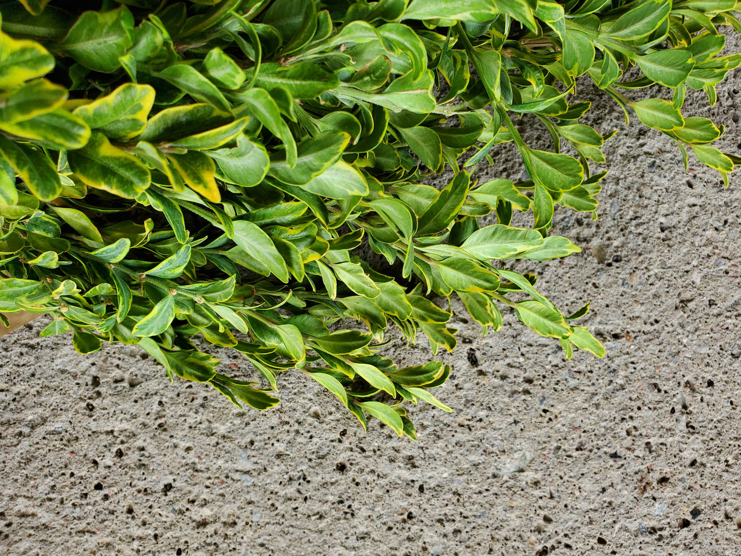 Varigated Boxwood Bunch