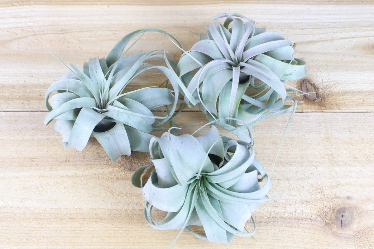 Air Plants