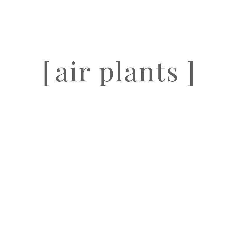 Air Plants