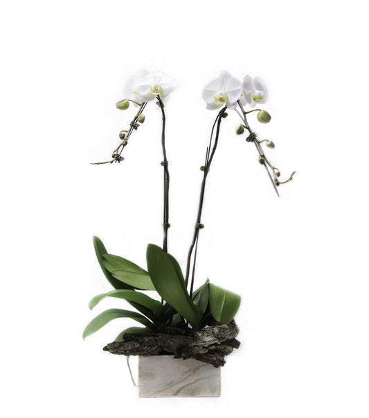 Orchids