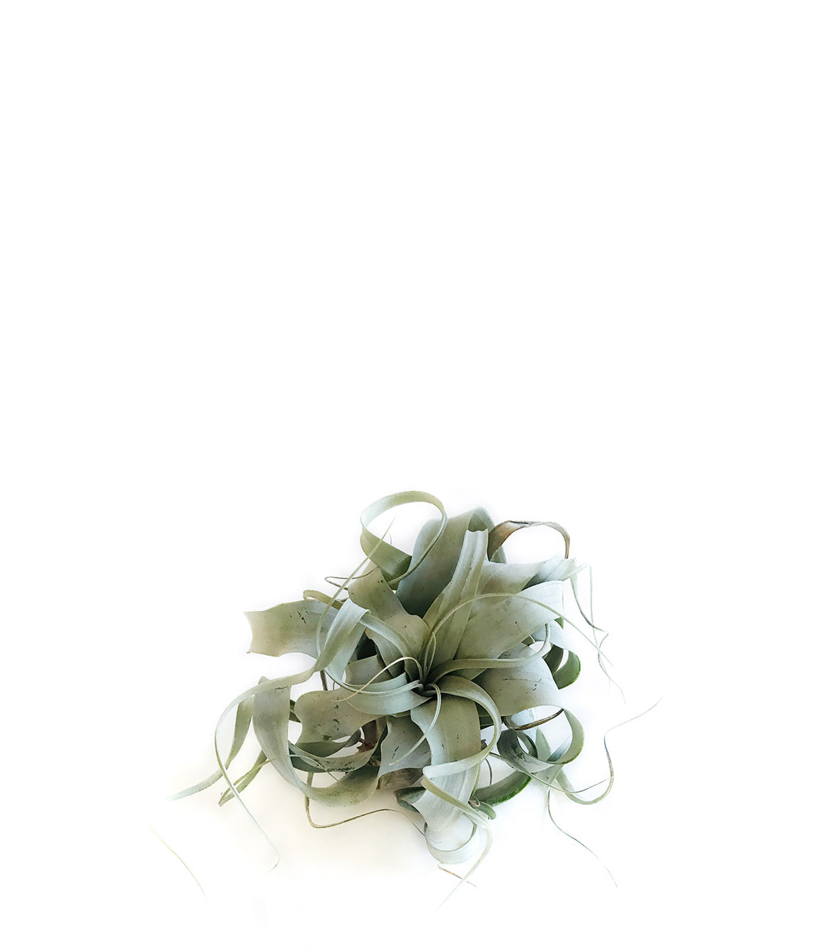 Air Plants