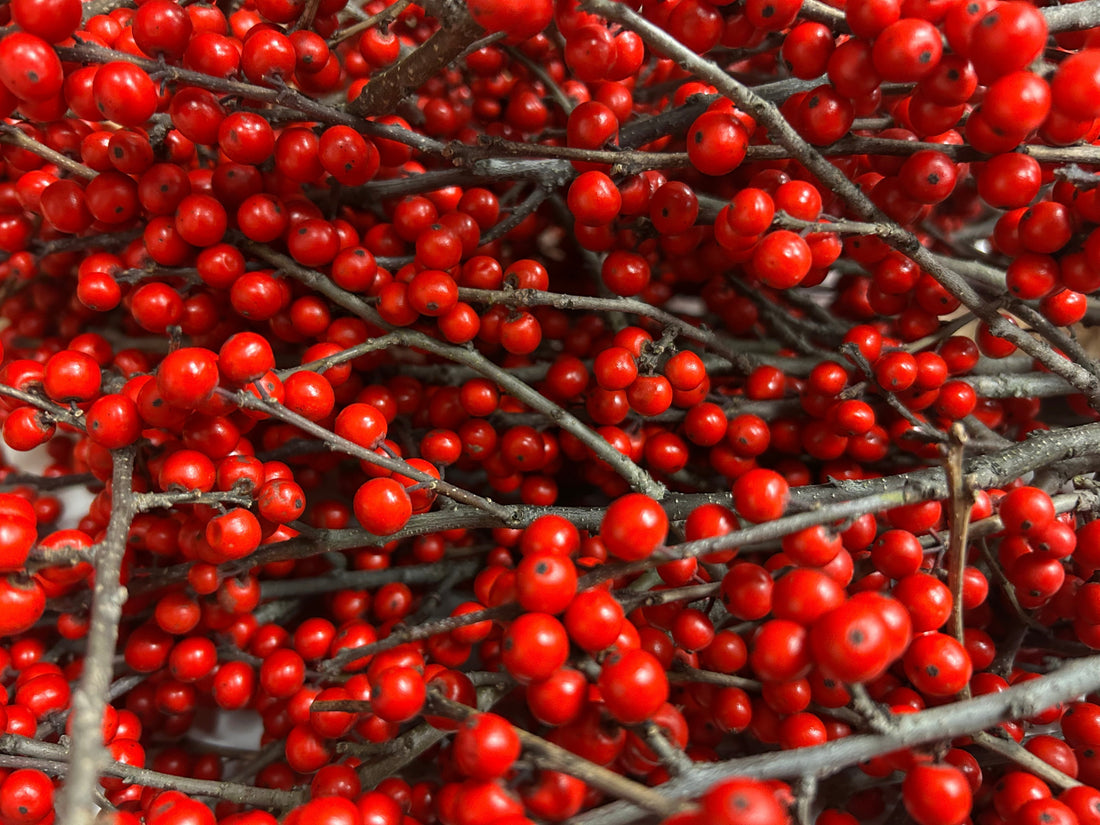 Tinsel & Cheer at Seasons