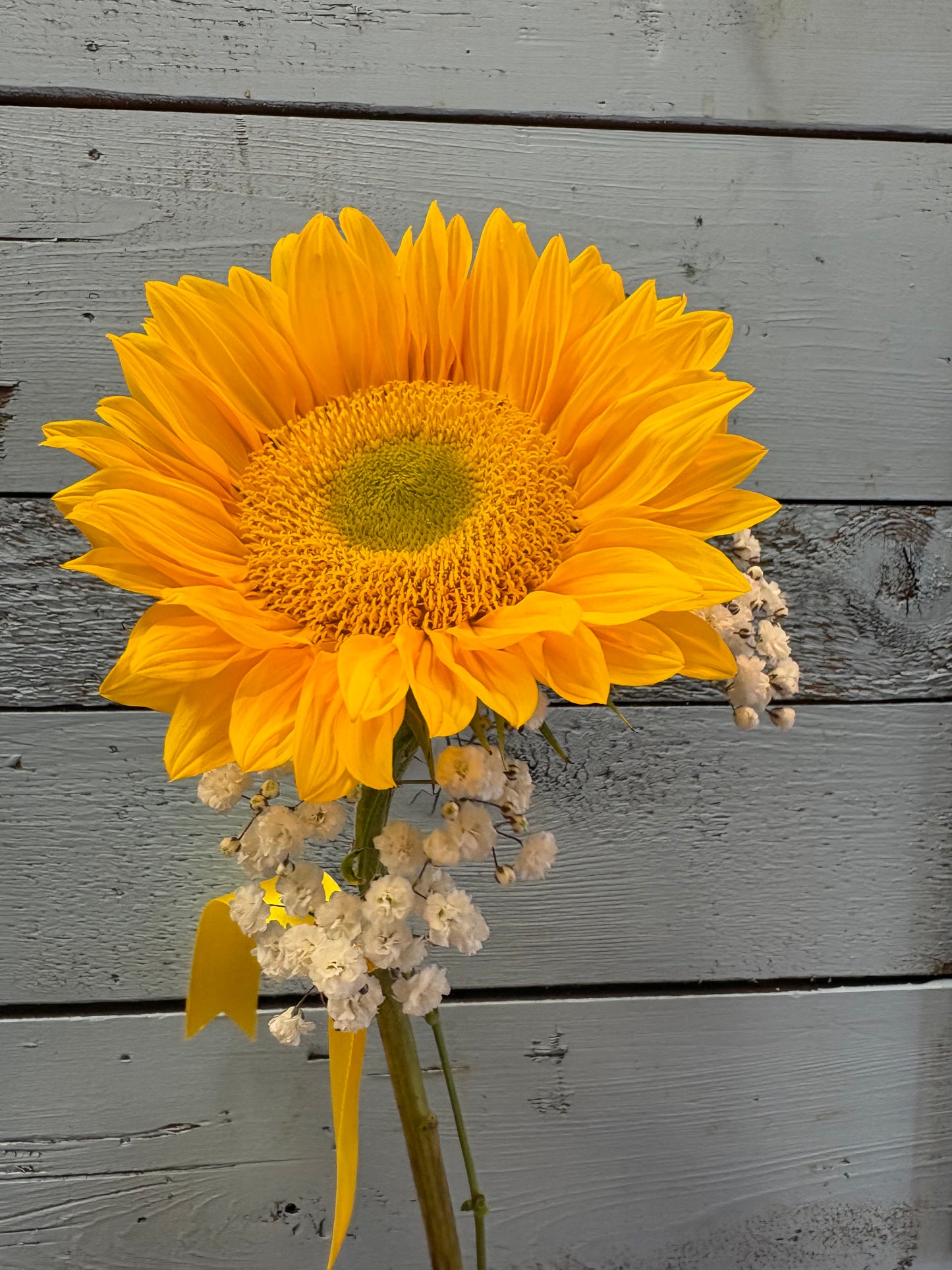 Sunflower Single Stem