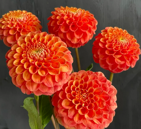Dahlias - Weekly Market Bunch