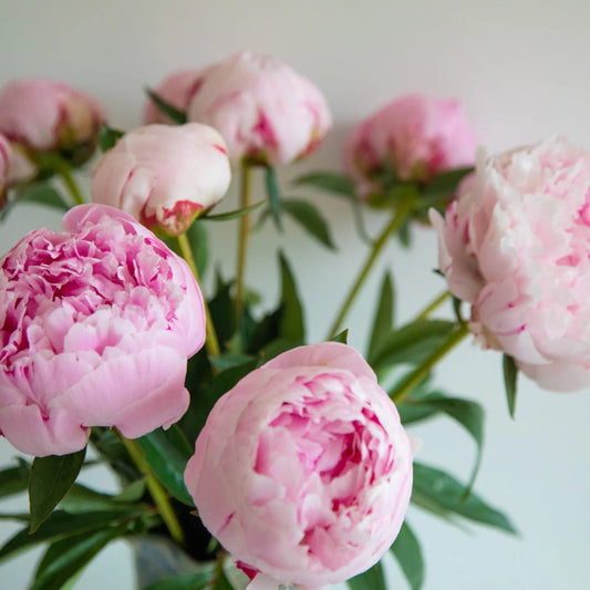 Peonies - Weekly Market Bunch
