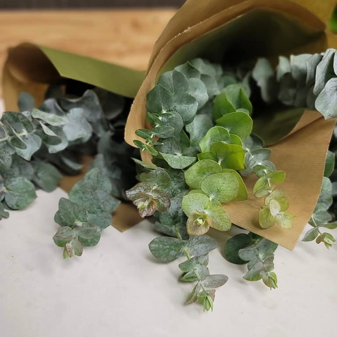 Eucalyptus bunch
