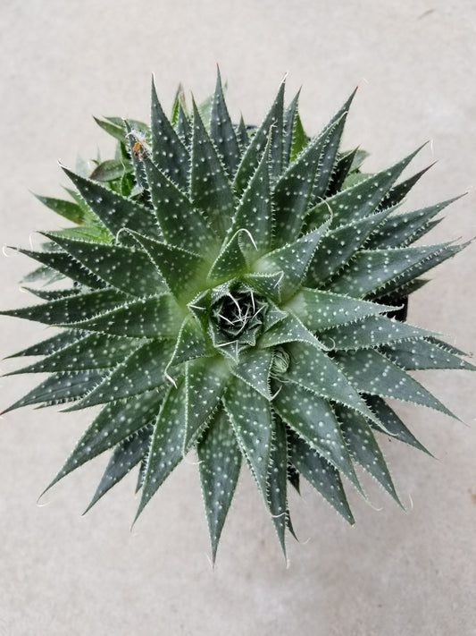 Indoor Plant