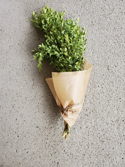 Varigated Boxwood Bunch