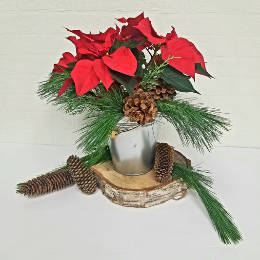 Poinsettia 6" in farmhouse Tin