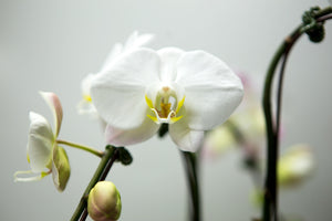 Orchids